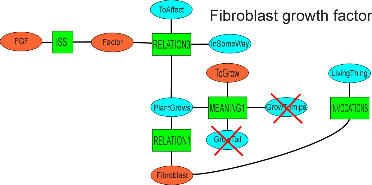 fibroblast2.JPG (159595 bytes)